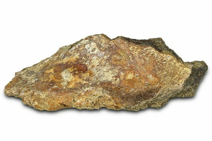 Dinosaur (Triceratops) Frill Shield Section - Montana #373873